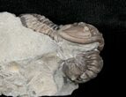 Double Flexicalymene Trilobite from Ohio - D #5912-3